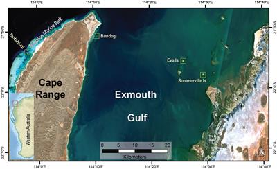 Acropora tenuis energy acquisition along a natural turbidity gradient